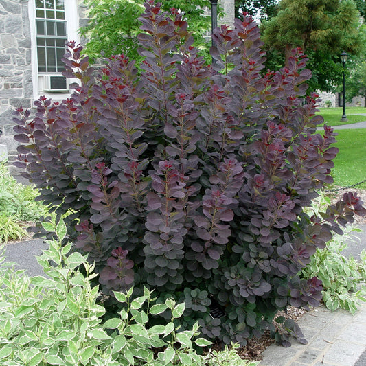Smokebush 'Royal Purple'