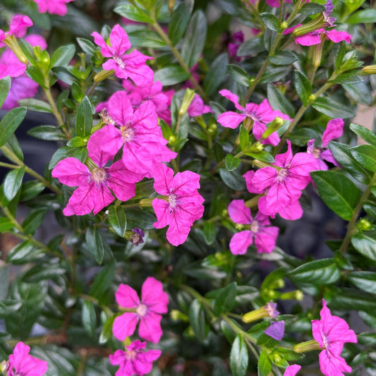 Cuphea 'Floriglory'