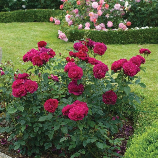 Rose 'Darcey Bussell'