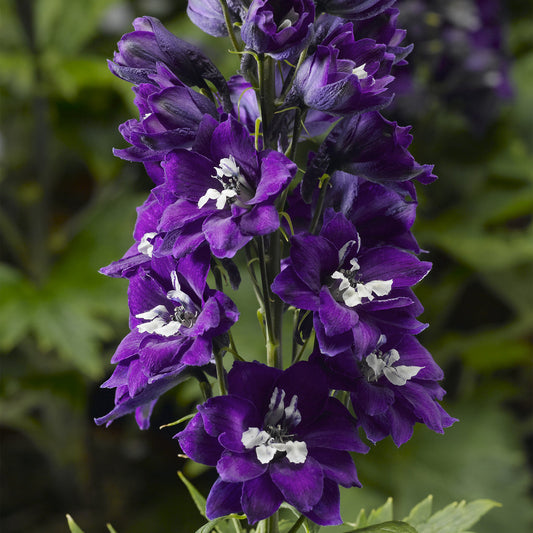 Larkspur 'Delphina'