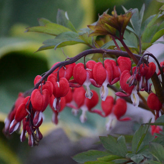 Bleeding Heart 'Valentine®'