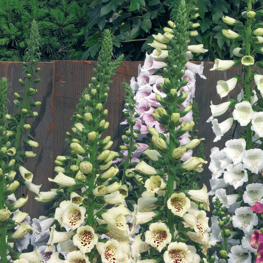 Foxglove 'Foxy'