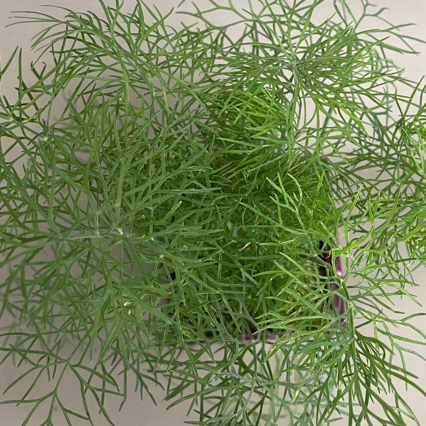 Dill 'Fernleaf'
