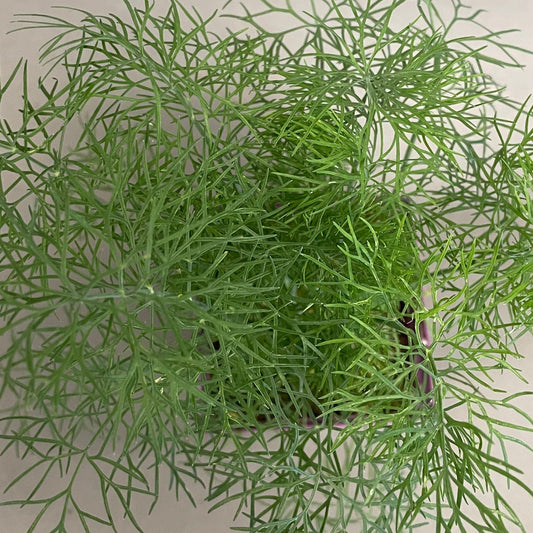 Dill 'Fernleaf'