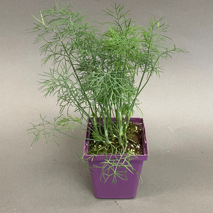 Dill 'Fernleaf'