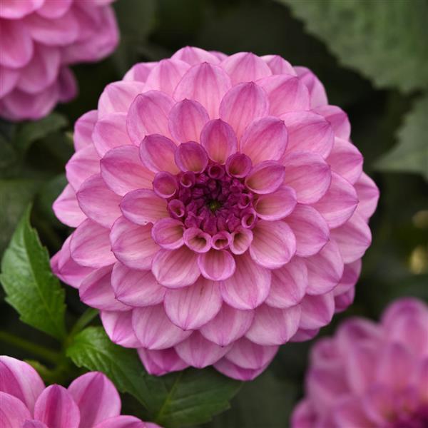 Dahlia 'City Lights'