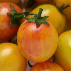 Tomato 'Bumblebee Mix"