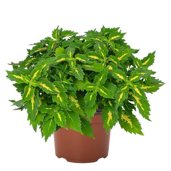 Coleus 'Downtown'
