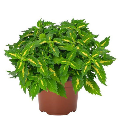 Coleus 'Downtown'
