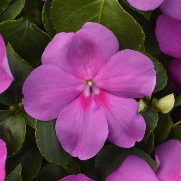 Impatiens 'Beacon'