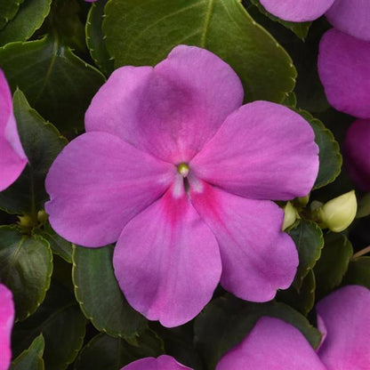 Impatiens 'Beacon'