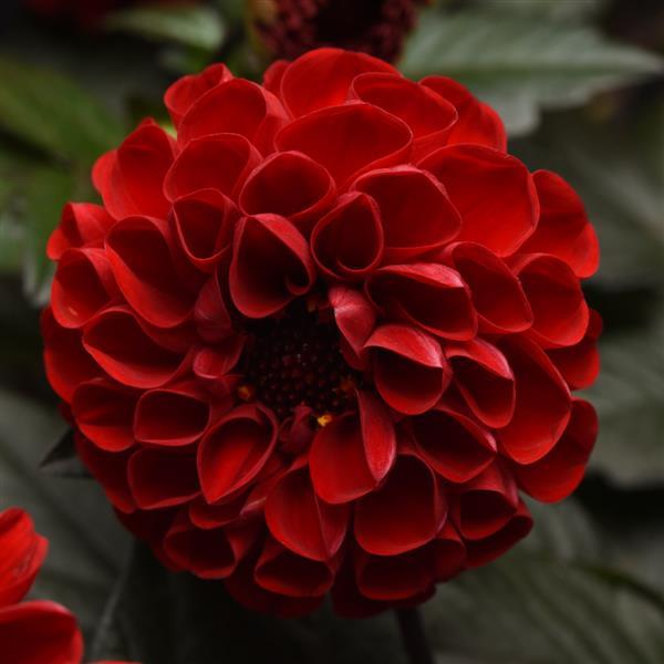 Dahlia 'City Lights'