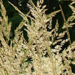 Grass Reed ‘Karl Foerster’