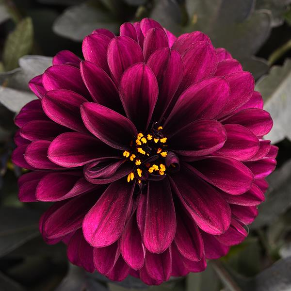 Dahlia 'City Lights'