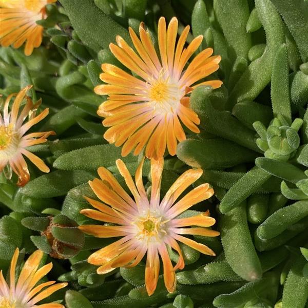 Ice Plant ‘Orange Crush’