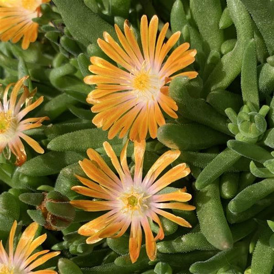 Ice Plant ‘Orange Crush’