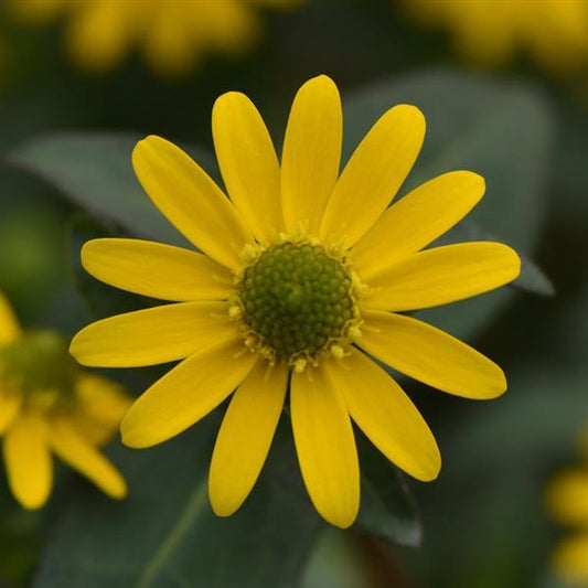 Sanvitalia Creeping Zinnia 'Tsavo™'