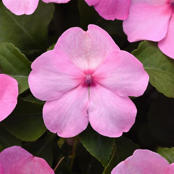 Impatiens 'Beacon'