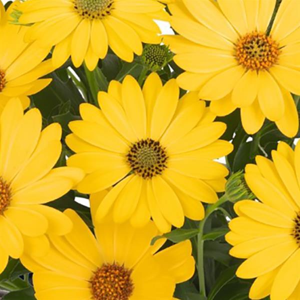 Osteospermum African Daisy 'Margarita'