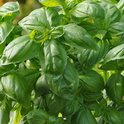 Basil 'Dolce Fresca'