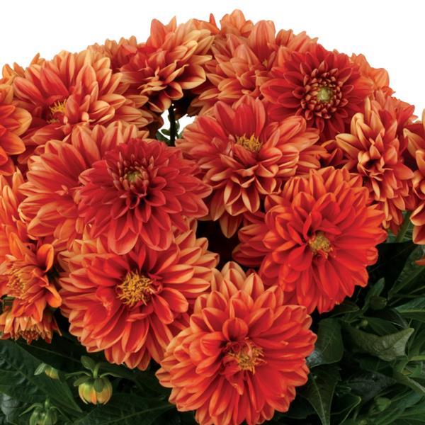 Dahlia 'Novation'