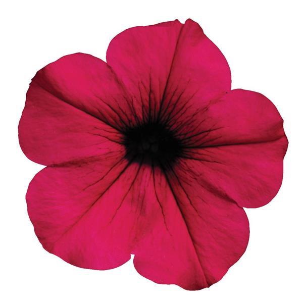 Petunia 'Easy Wave®'