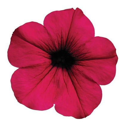 Petunia 'Easy Wave®'