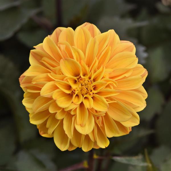 Dahlia 'City Lights'
