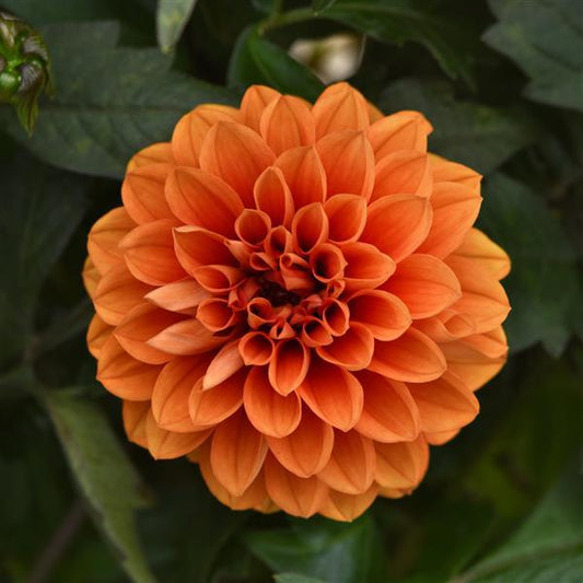 Dahlia 'City Lights'