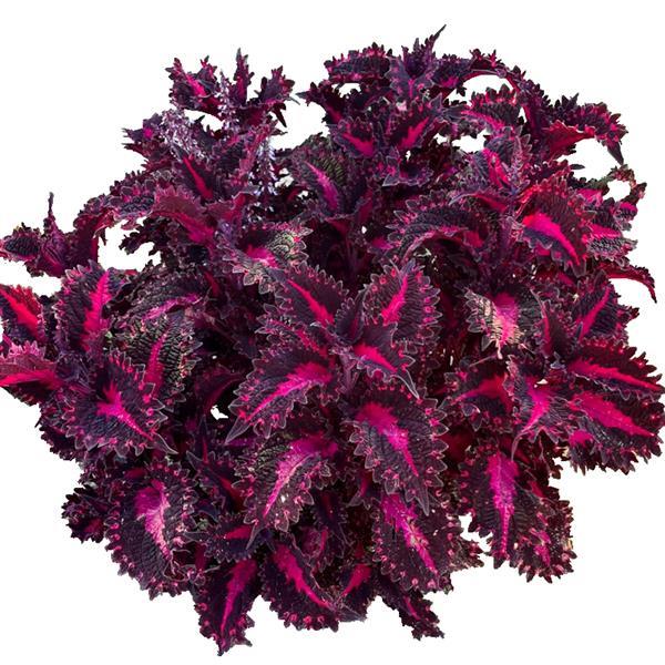 Coleus 'Terrascape™'