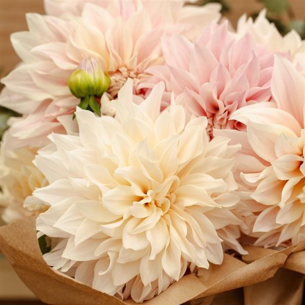 Dahlia x hybrida