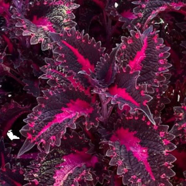 Coleus 'Terrascape™'