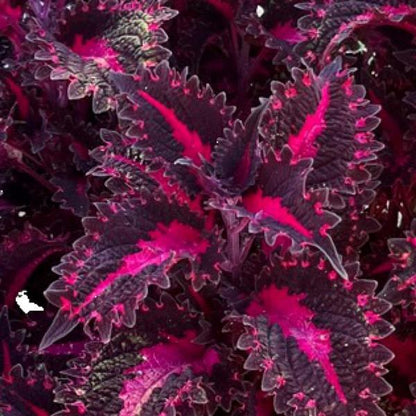 Coleus 'Terrascape™'