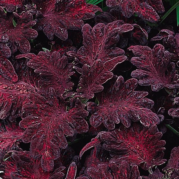 Coleus 'Dragon Black'