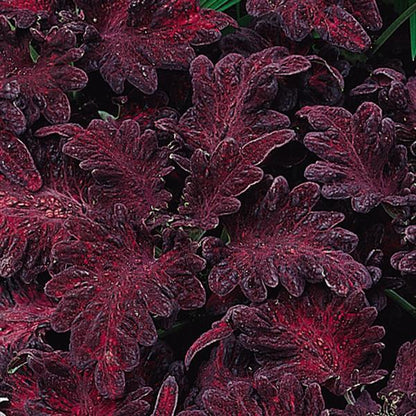 Coleus 'Dragon Black'