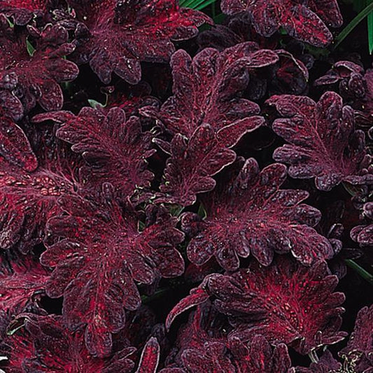 Coleus 'Dragon Black'
