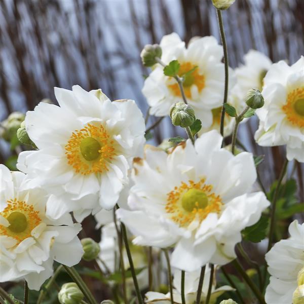 Japanese Anemone 'Windflower'