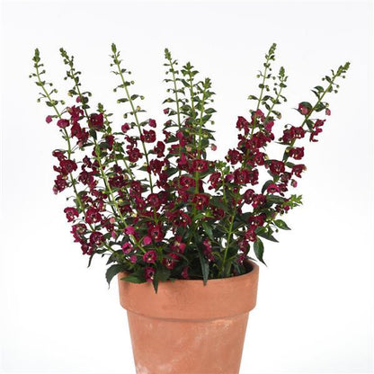 Angelonia 'Ruby Sangria'