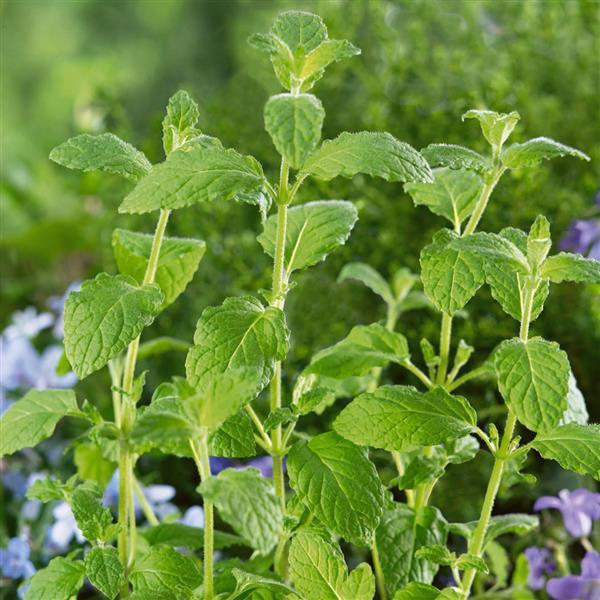 Mint 'Strawberry'