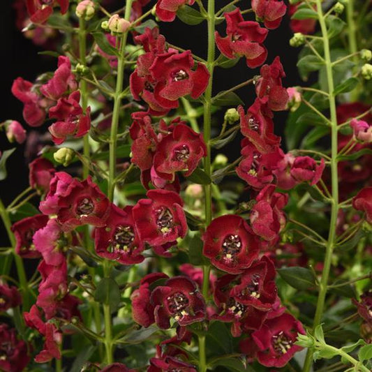 Angelonia 'Ruby Sangria'