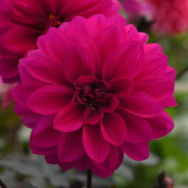 Dahlia 'City Lights'