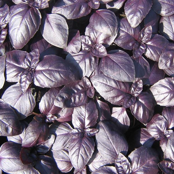 Basil 'Crimson King'
