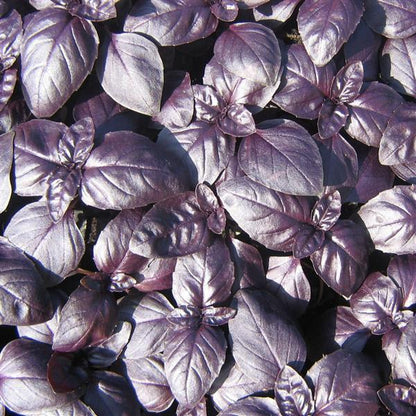 Basil 'Crimson King'