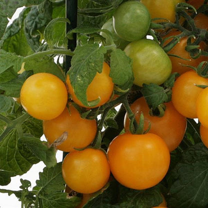 Tomato 'Sweet 'n' Neat Yellow