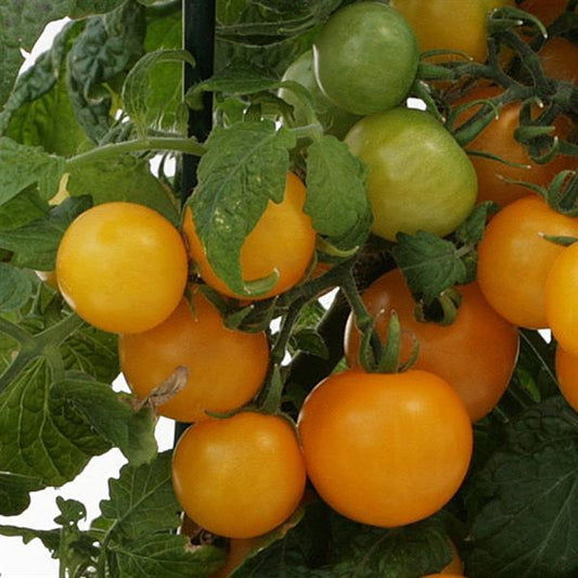 Tomato 'Sweet 'n' Neat Yellow