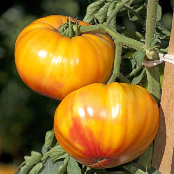 Tomato 'Buffalosun'
