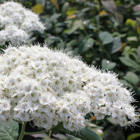 Spirea 'Double Play® Blue Kazoo®'