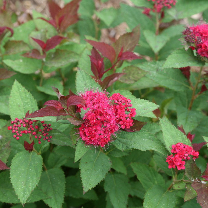 Spirea 'Double Play Doozie®'