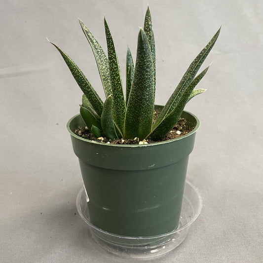 Gasteria Batesiana 4" Pot