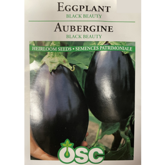 OSC Seeds Eggplant Black Beauty Pkg